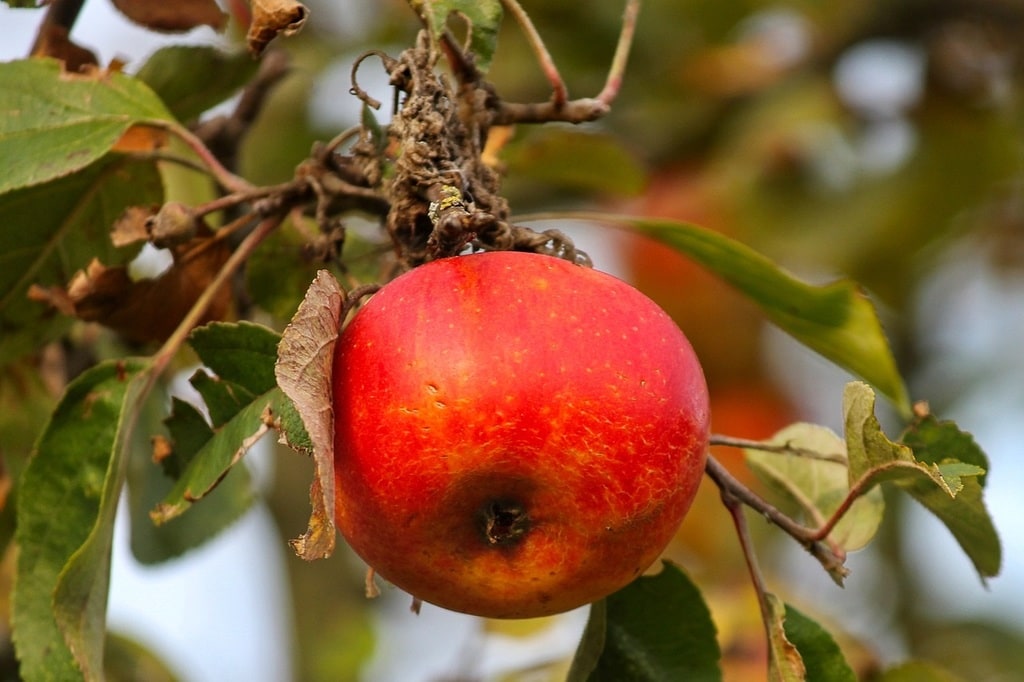 Mehr über den Artikel erfahren Ernährung für ein gesundes Leben in der Natur